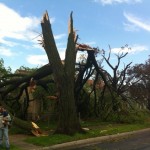 This tree is a block from Associate Pastor Dennis Sanders’ home in North Minneapolis.